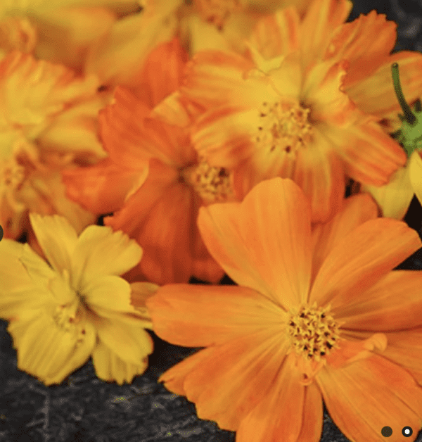 Cosmos - Indonesian Kennikura (3.25" pot)